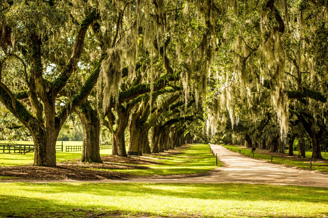 A wedding view at Boone hall plantation.